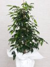 ficus benjamin kapak