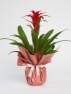 malatya-cicekciler-guzmania