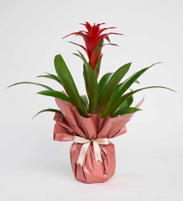 malatya-cicekciler-guzmania
